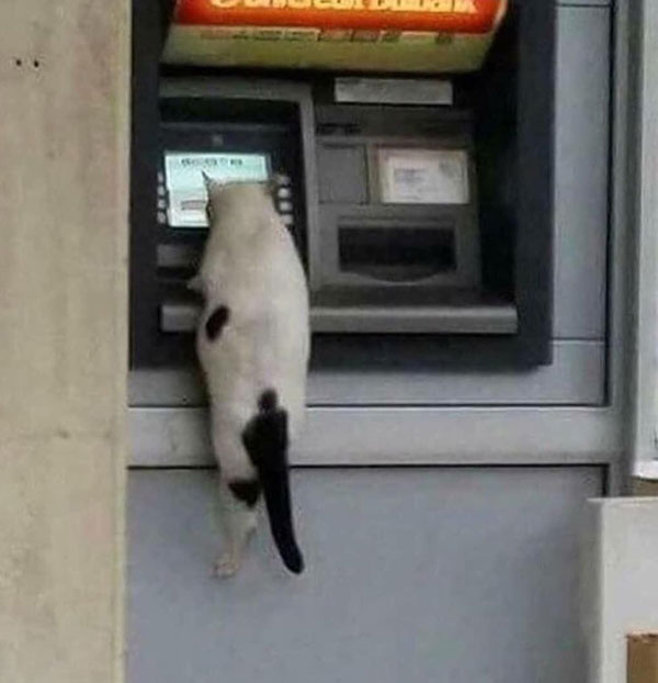 Getting out some catnip cash