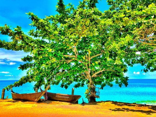 A tree by the beach in Koh Lanta island in Thailand