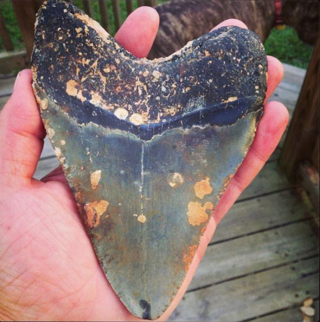 Biggest Megalodon fossil I have found. Found while diving off the coast of N.C.