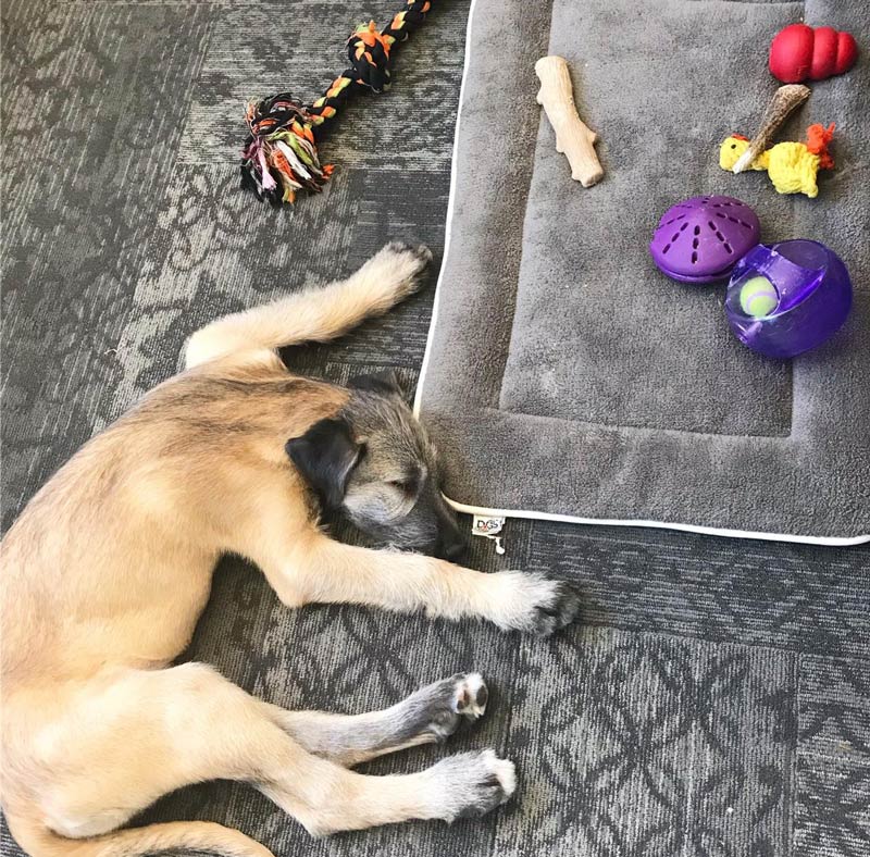 My puppy places all of his toys on his bed and then sleeps on the floor. Go figure