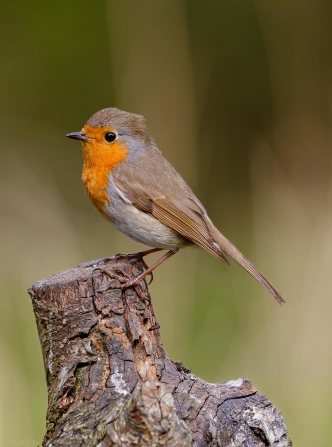 A cheeky little Robin posing for me