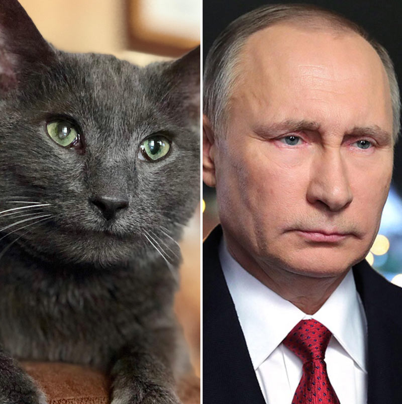Was told my cat looks like Putin, so I give you this