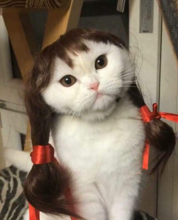 This cat totally pulling off some ponytails