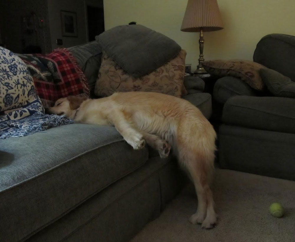 We told our dog she couldn't sleep up on the couch
