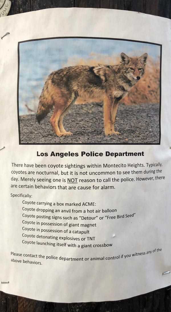 LAPD: Basically don’t call us about coyotes