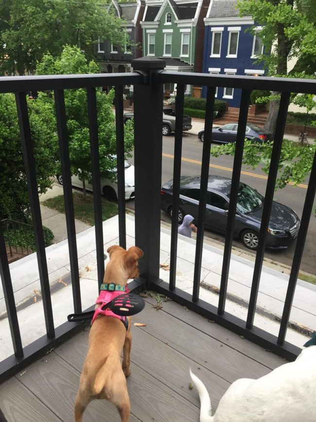 How my friends keep their puppy from squeezing through the railing