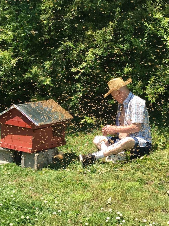 My grandpa with his most recent swarm of honey bees
