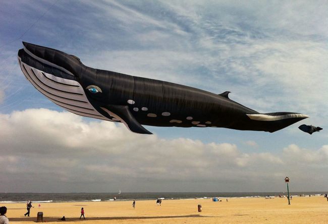 A 90ft whale kite on the beach