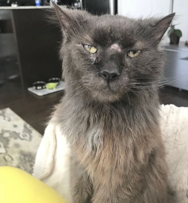 My girlfriend's 21 year old cat is never impressed