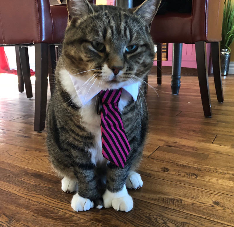 Bought my cat a necktie