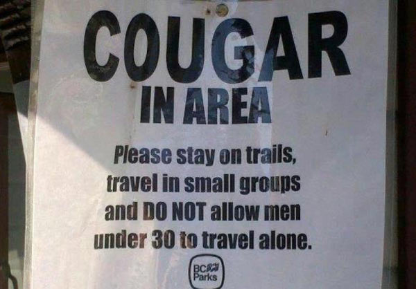 Cougar in Area