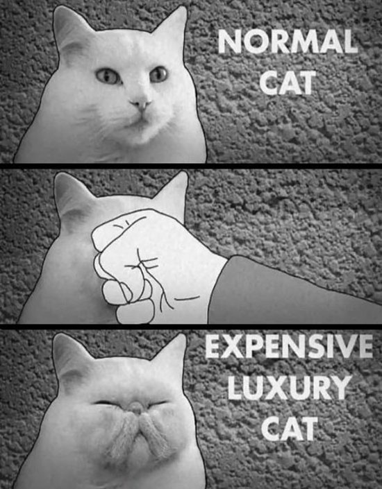Expensive cats