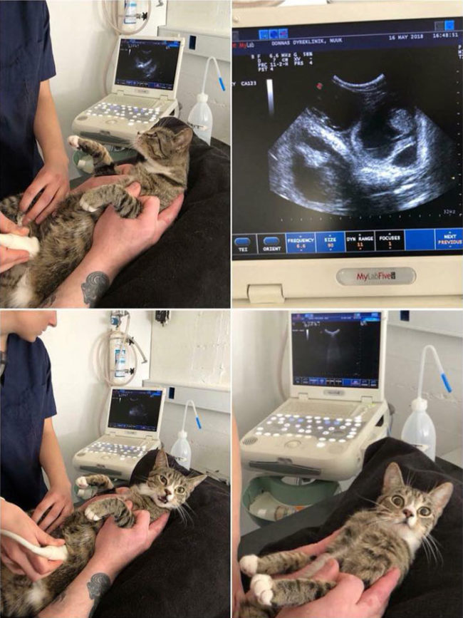 Kitty found out that she was pregnant