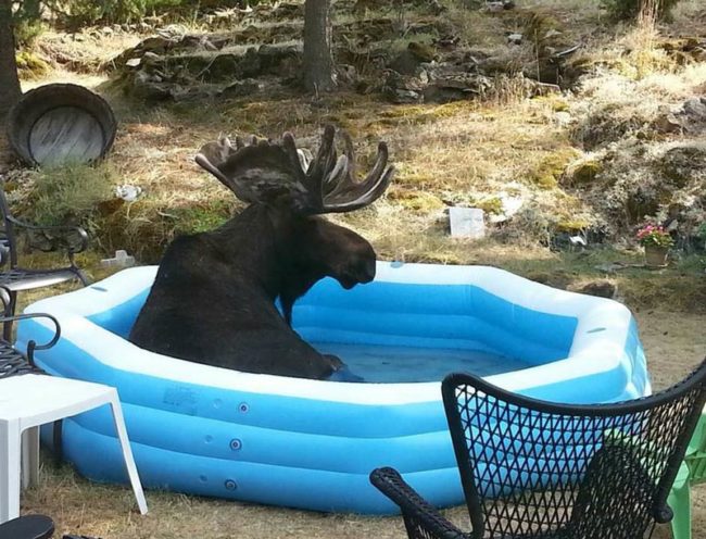 Moose chilling in the pool in Spokane Valley, Washington