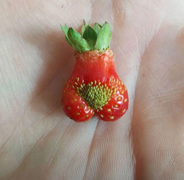 Picked a very unique strawberry today