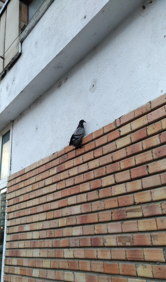 Pigeons are weird