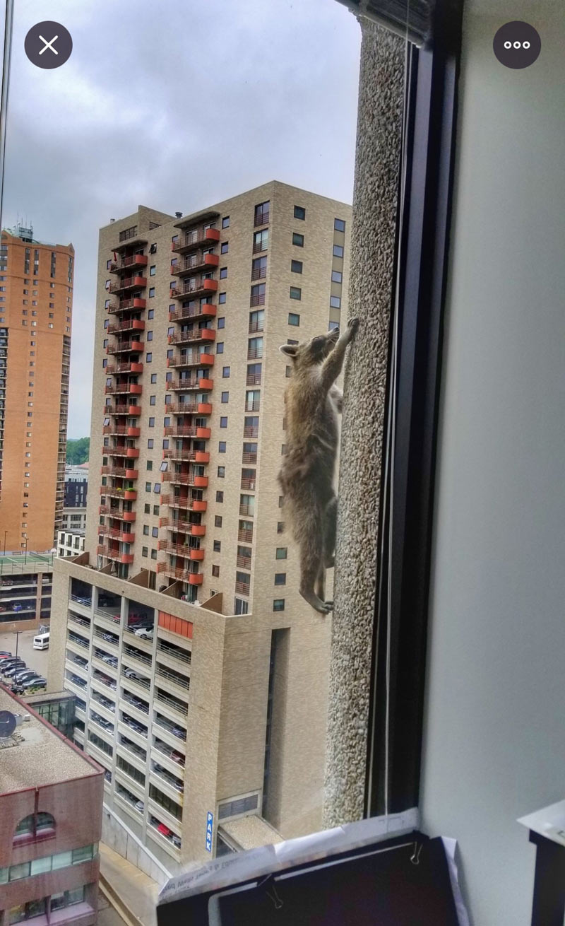 St. Paul raccoon that scaled 20 stories