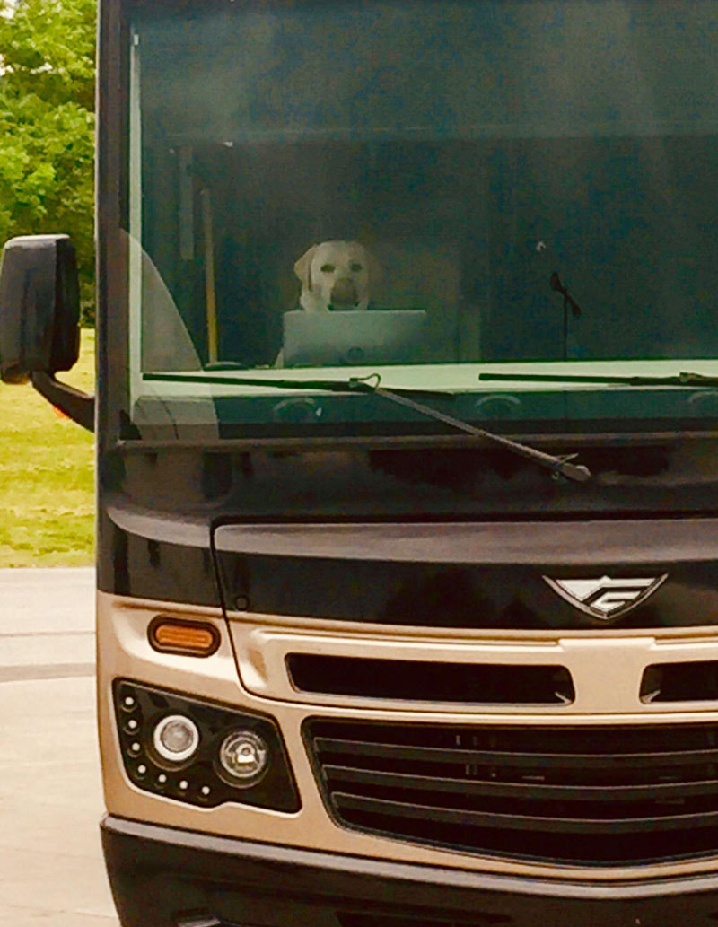 This dog on a laptop in the RV behind me