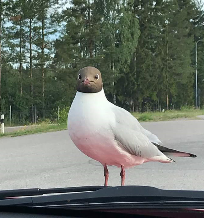 This bird's face