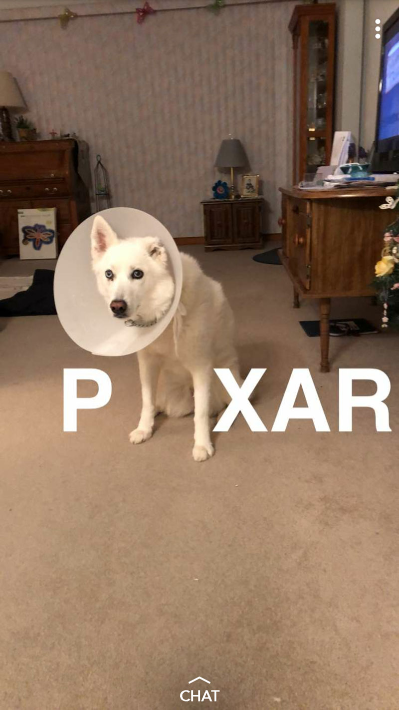 My cousins dog had a cone for a while...he sent me this