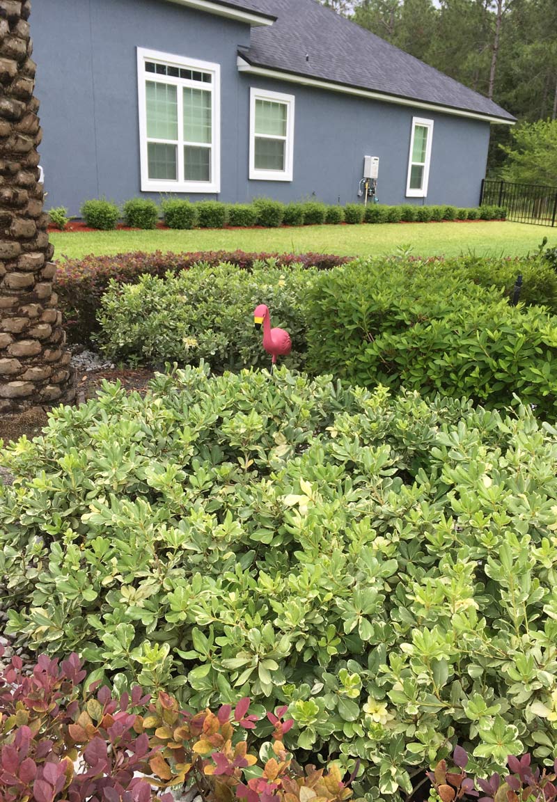 Wife said “no cheap flamingos in my yard” 1 month and counting