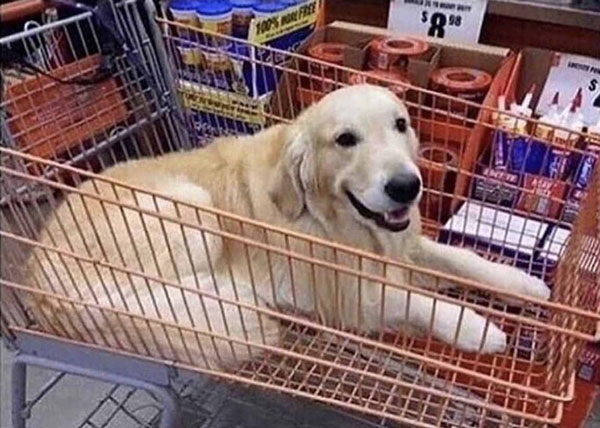 When you put something in the shopping cart and hope your mom won't notice