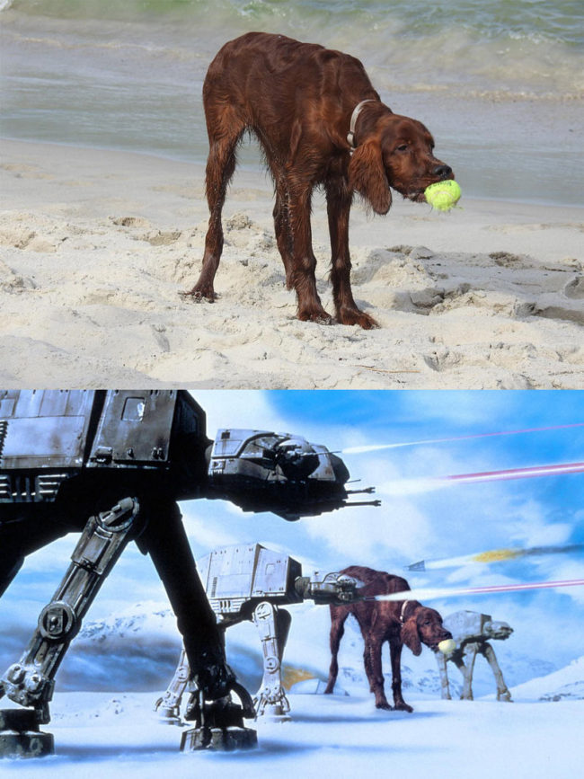 Our dog at the beach. The resemblance was uncanny