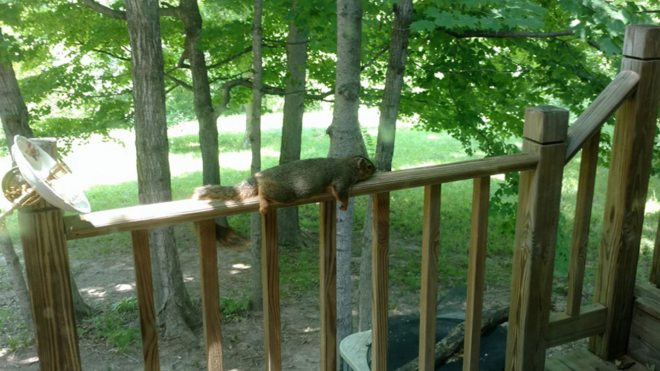 It was so hot in Indiana the other day, the squirrels just plopped down on our rails
