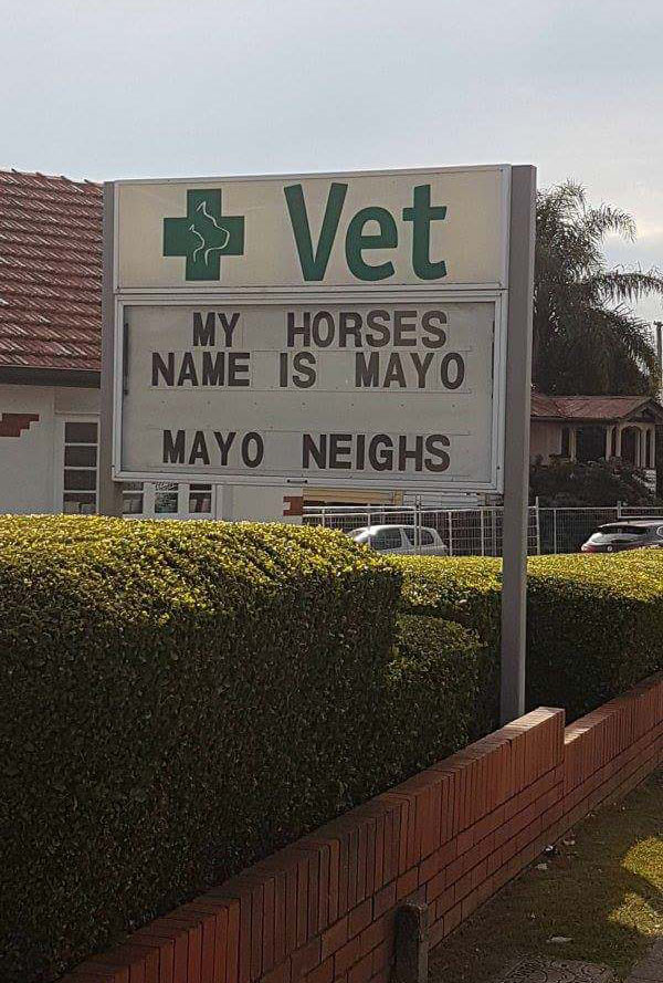 Horse named Mayo