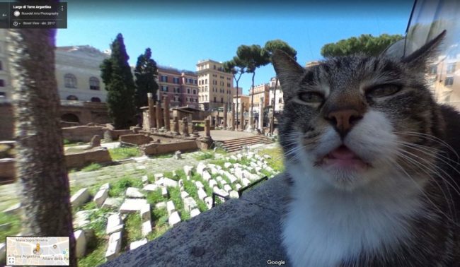 This cat in google street view