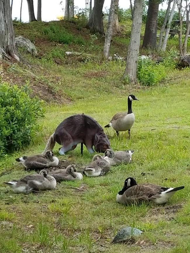 A goose family calmly hanging out with the scary wolf statue that's supposed to deter them from doing just that