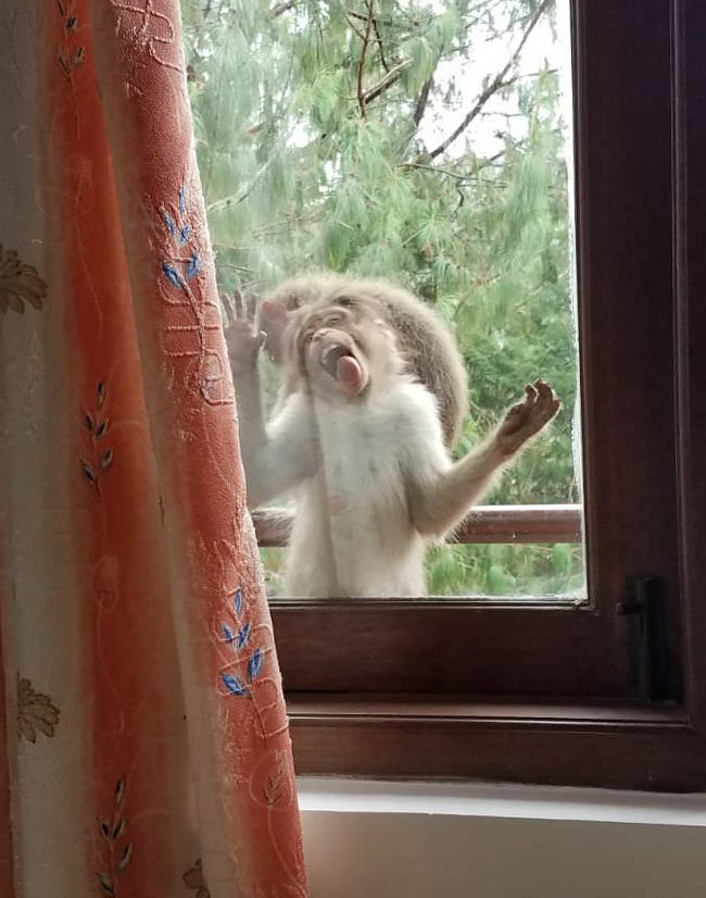 My mom said that a monkey was sitting outside her window and kept licking it, I found it hard to believe. Then she sent me this..
