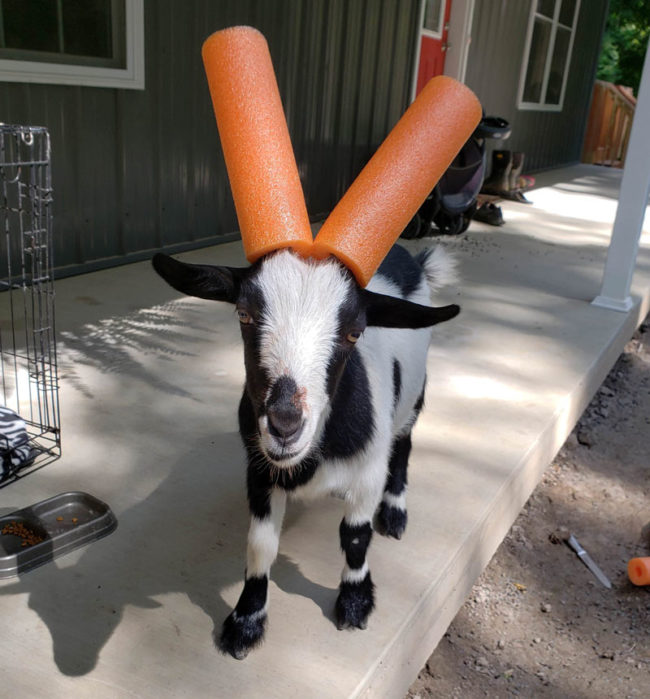 We made our pygmy goat 'Nic Cage' kid friendly this weekend