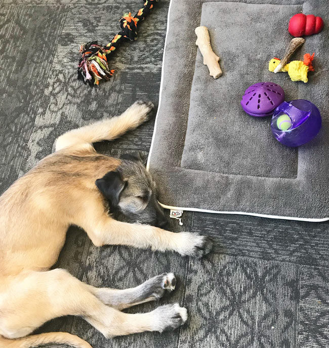 My pup places his toys on his bed and then sleeps on the ground. Go figure!