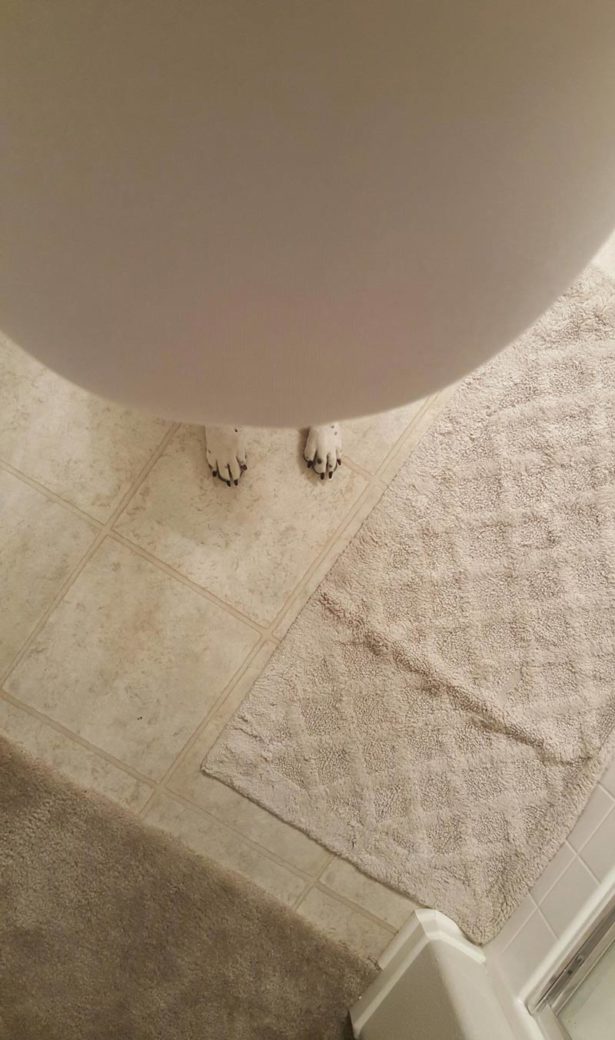 My wife is pregnant and she thought it would be funny to take a picture of our dog's feet looking like they are her's..