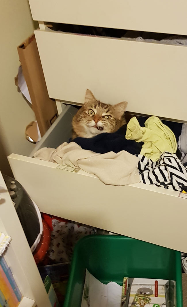 Angry drunk pirate cat hiding in my daughter's drawer