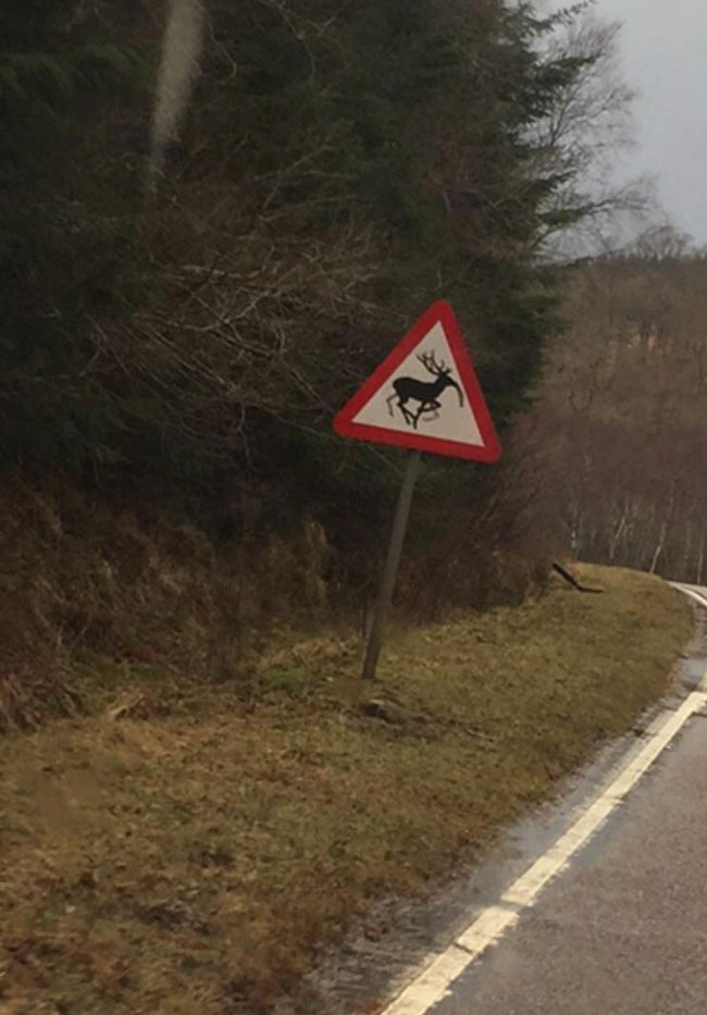 Watch out for the Moosquitos in Scotland