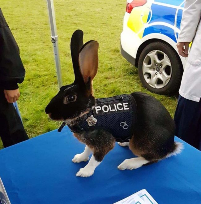 Officer Floofy, at your service