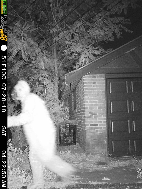 My friend played a prank on his girlfriend. She has a night vision motion-activated camera setup in a quest to treat a sick coyote. She checks the footage every morning religiously. He rented a Sasquatch costume and walked past the camera at 4 am