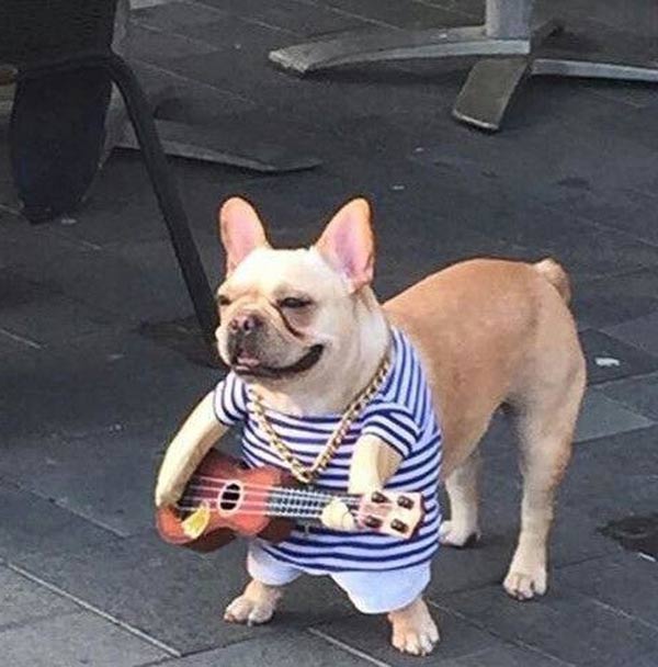 This ukulele playing dog
