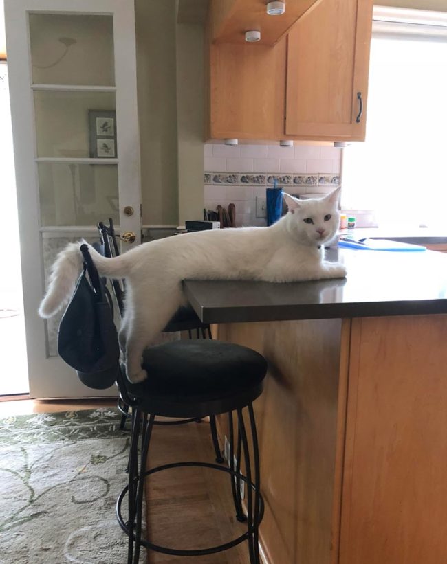 He's casually waiting for breakfast to be served