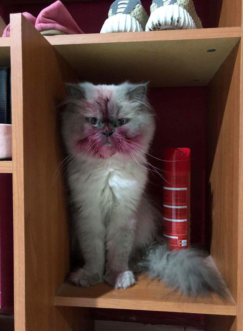 After playing with lipstick..