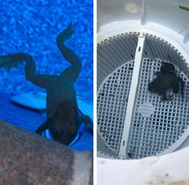 Everyday this little guy jumps into my pool, swims into the filter and eats all of the bugs that cycle through. He hasn’t had to work for his dinner in months