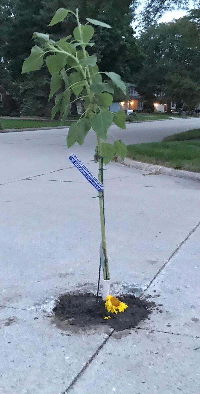 Someone planted a weed in this pothole because the city refused to fix it