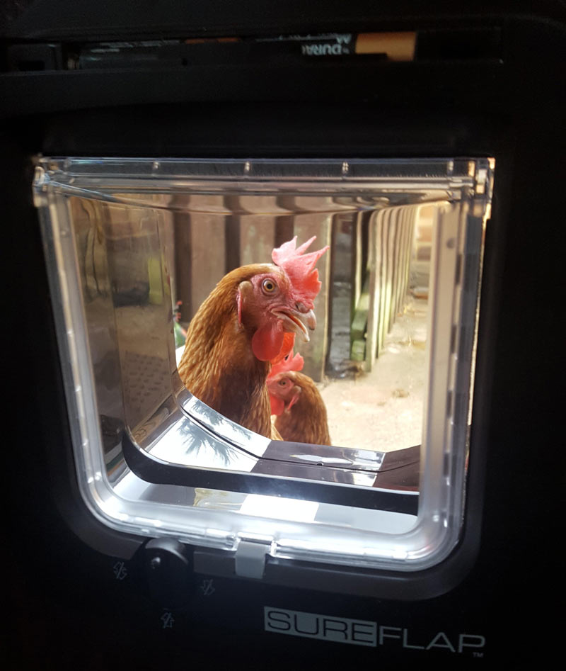 Successfully installed new microchip catflap. Now I have a couple of ladies in a fowl mood because they can't come in