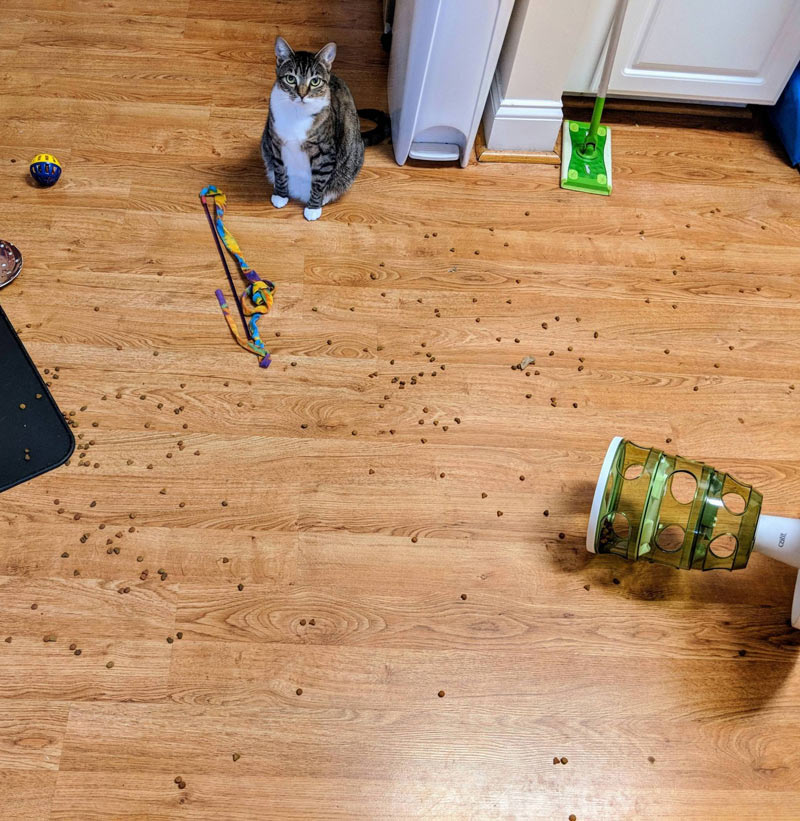 I thought a puzzle feeder would help my cat eat slower and lose weight. I don't think she approves