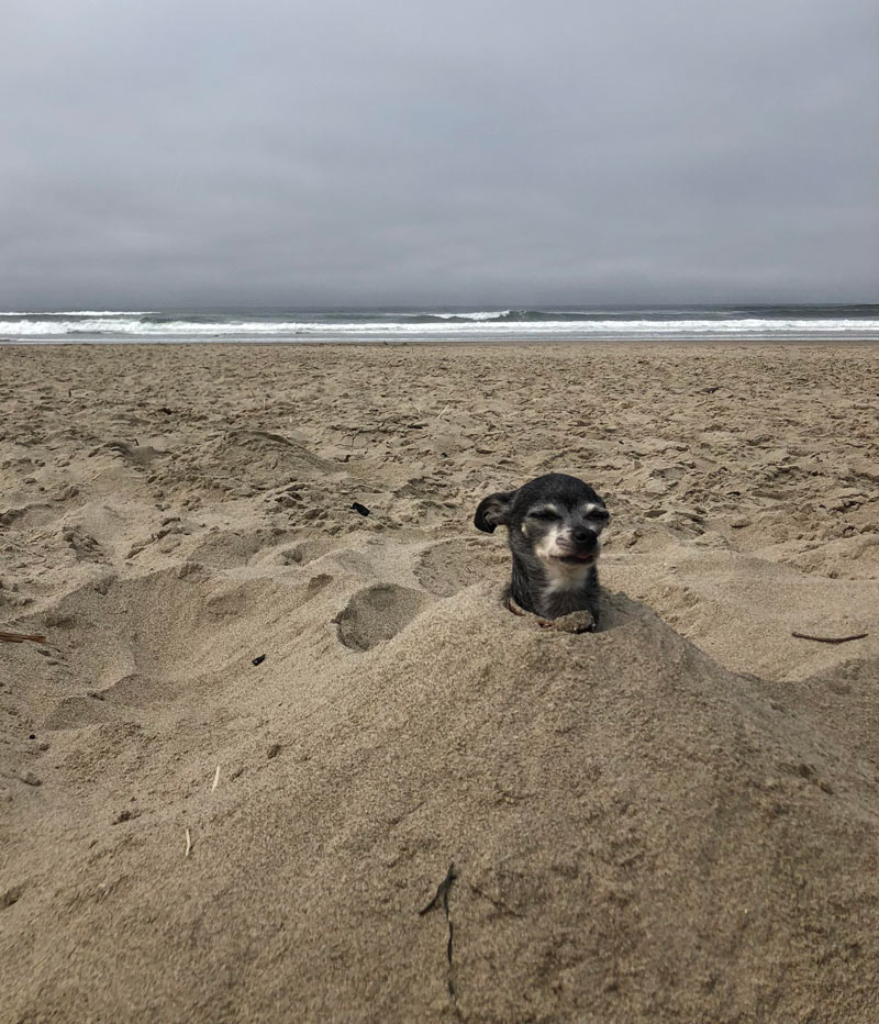 My boyfriend took my dog to the beach today for some “quality” time together