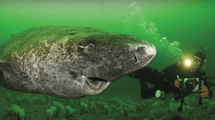 This 400 year old Greenland shark, looking as you might expect a 400 year old animal to look
