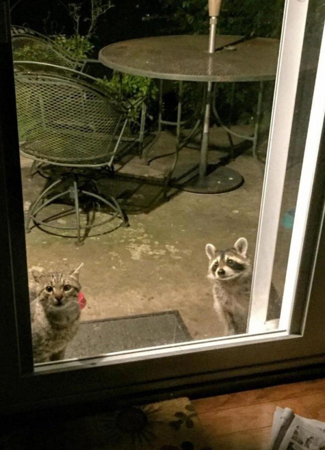 Cat-and-raccoon-at-the-door-650x901.jpg