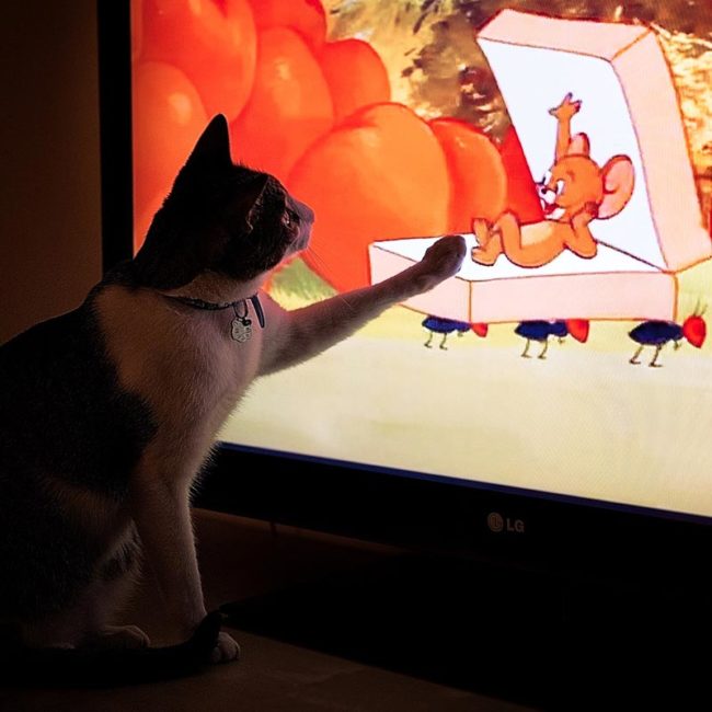 Cat-likes-Tom-Jerry-650x650.jpg